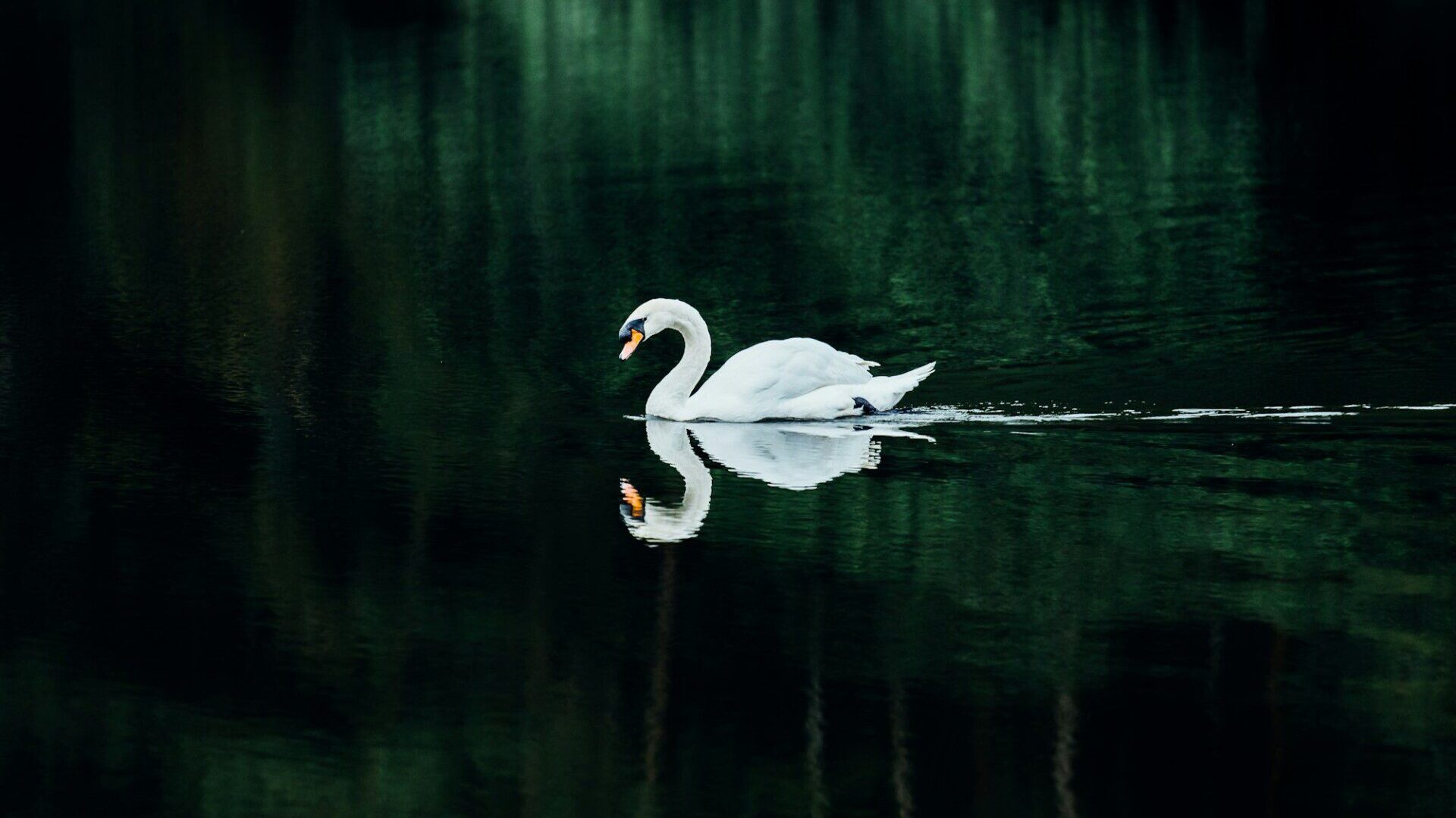 Lake with a white swan